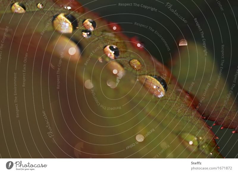 Regentropfen auf einem Rosenblatt Rosenblätter Tropfen Regen im Garten Mai Mairegen hydrophob Lotuseffekt Tropfenbild Blattadern Wassertropfen Lichtreflexe