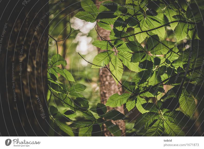 Blattwerk Natur Pflanze Frühling Sommer Schönes Wetter Baum elegant Idylle Blätterdach Kastanienbaum Kastanienblatt Baumstamm Baumrinde Farbfoto Außenaufnahme