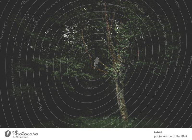 Lichtung Natur Landschaft Pflanze Baum Gras Sträucher Moos Wiese Wald dunkel kalt Einsamkeit einzigartig Idylle Waldlichtung Baumstamm Kontrast Flechten
