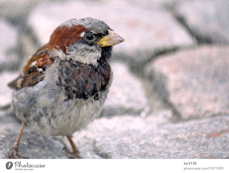 Blickkontakt mit einem Spatz Marktplatz Wildtier Vogel Tiergesicht Haussperling 1 niedlich braun gelb grau schwarz weiß Natur Schnabel Auge Feder einzeln