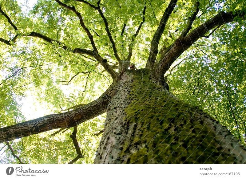 Blätterdach antik Stimmungsbild atmospherical Gegenlicht bark Ast verzweigt Geäst canopy crown of tree Kruste dendritic dreamful filigree flora geblümt Blatt