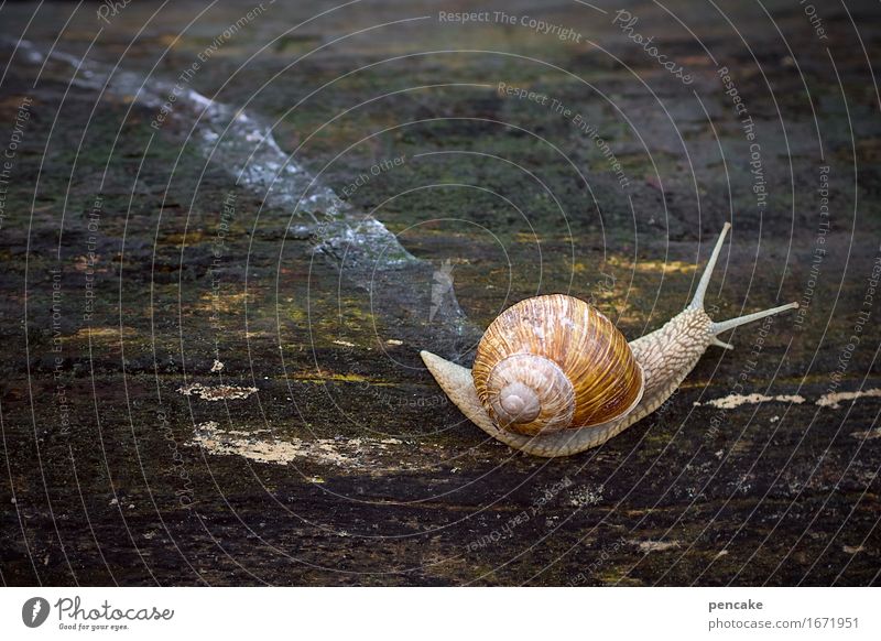 schwarzsehen | und fühlen Baum Wald Tier Schnecke 1 ästhetisch schleimig Weinbergschnecken Schleimspur Baumrinde Fühler berühren feminin Spuren krabbeln Kurve