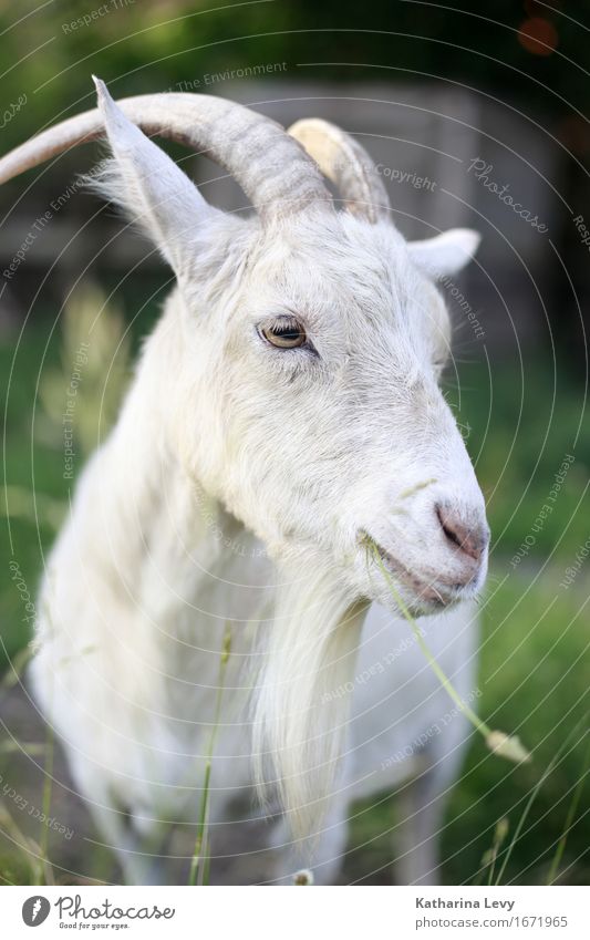 y2 Ausflug Schönes Wetter Gras Garten Wiese Tier Haustier Nutztier Tiergesicht Ziegen Horn Fell 1 Fressen natürlich niedlich weich grün weiß Pause Umweltschutz