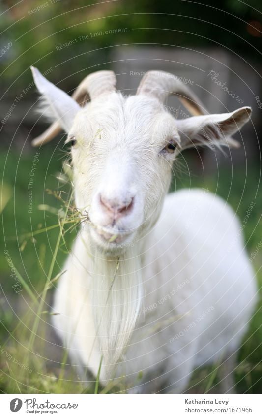 y Pflanze Gras Garten Alm Dorf Menschenleer Tier Nutztier Ziegen Ziegenfell Horn 1 beobachten Fressen Freundlichkeit Neugier niedlich grün Geborgenheit