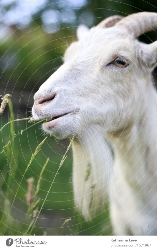 y3 Sommer Gras Tier Haustier Nutztier Ziegen Fell Horn 1 Coolness natürlich niedlich weich grün weiß Tierliebe friedlich Gelassenheit Umweltschutz