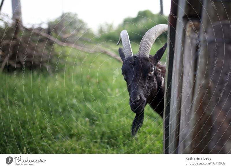 y4 Ausflug Sommer Gras Garten Wiese Dorf Menschenleer Bauernhof Tier Haustier Nutztier Wildtier Ziegen Horn Fell 1 beobachten Neugier braun grün Tierliebe