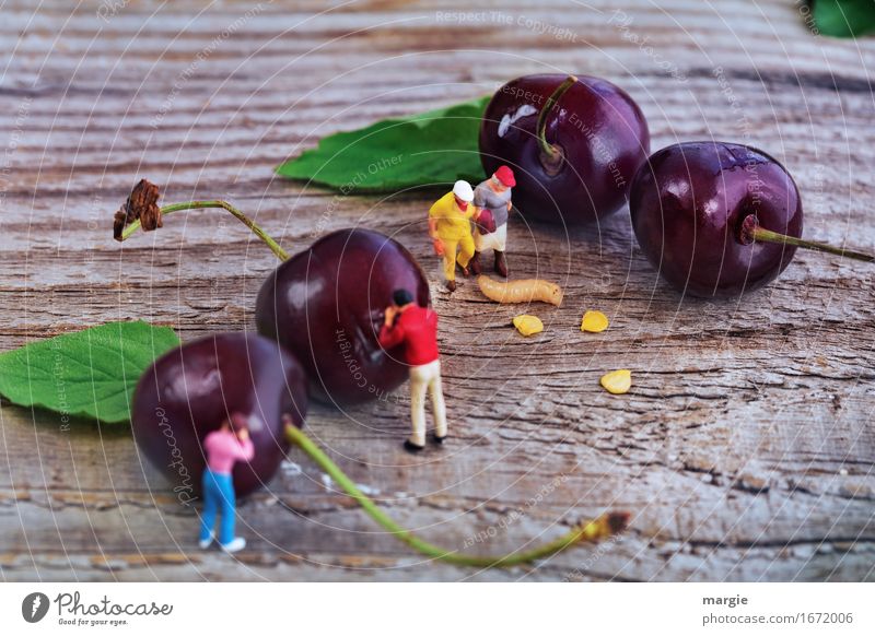 Miniwelten - gut Kirschen essen? Lebensmittel Frucht Bioprodukte Vegetarische Ernährung maskulin feminin 4 Mensch Blatt Wurm Essen gehen rot Wurmloch Schlange