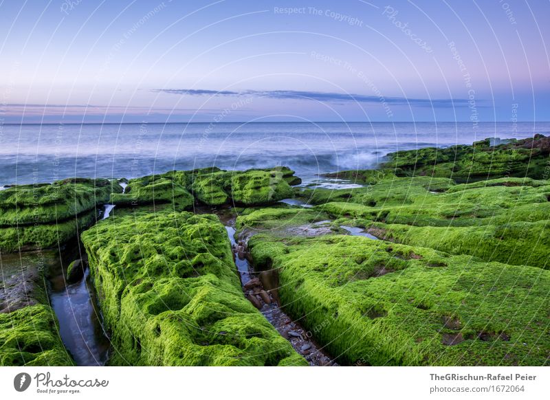 Moos II Umwelt Natur Landschaft Himmel blau grün rosa Portugal Algarve Küste Meer Wasser Moosteppich Pflanze Stein Felsen Stimmung Wolken Farbfoto Außenaufnahme