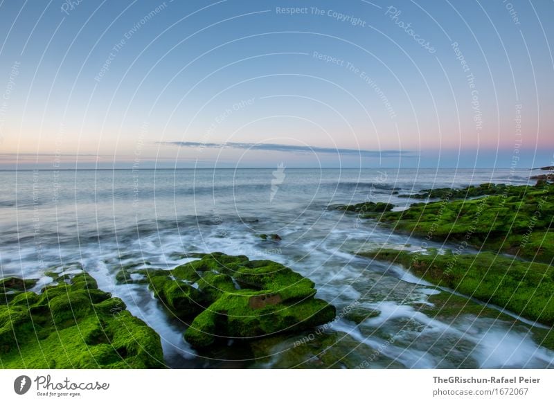 Meer Umwelt Natur Landschaft Tier Himmel blau grün orange rosa Portugal Moos Moosteppich Wasser Gezeiten Gischt Stimmung Algarve Stein Felsen Farbfoto