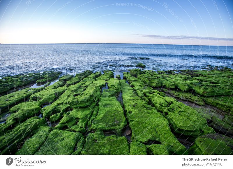 Moos III Umwelt Natur Landschaft blau grün rosa Algarve Portugal Moosteppich Wasser Meer Himmel Stimmung Stein Felsen Muster Farbfoto Außenaufnahme Menschenleer