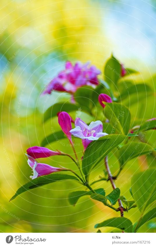 an alle: schöne Pfingsten Umwelt Natur Landschaft Pflanze Tier Schönes Wetter Sträucher Blüte Wildpflanze Park Duft frisch natürlich gelb grün rosa azurblau