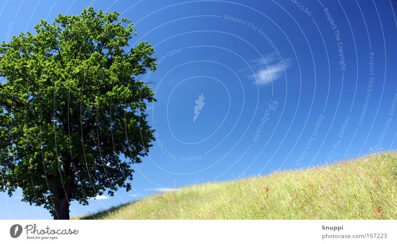 endlich sommer Natur Pflanze Luft Himmel Sommer Schönes Wetter Baum Gras Grünpflanze Wildpflanze Wiese Feld alt ästhetisch einfach fest hell natürlich Wärme