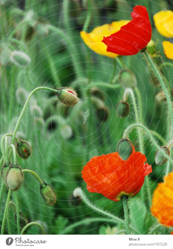 Mohn Farbfoto mehrfarbig Außenaufnahme Nahaufnahme Detailaufnahme Schwache Tiefenschärfe Natur Pflanze Blume Blüte Wildpflanze Topfpflanze Wiese Feld Wachstum