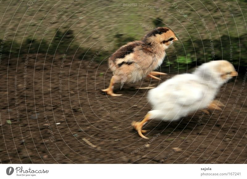 nichts wie weg - chicken run! Tier Haustier Nutztier Haushuhn Küken 2 Tierjunges rennen Bewegung niedlich Geschwindigkeit braun weiß Angst Entsetzen Todesangst