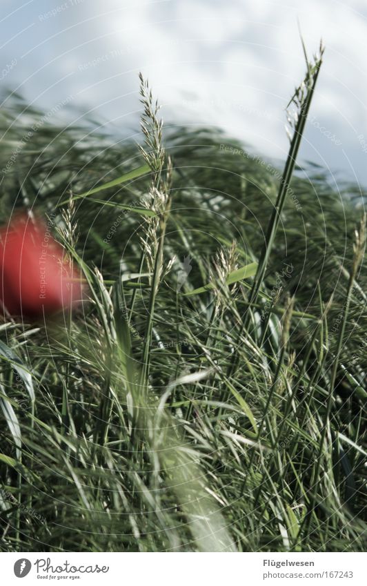 Die letzte Mohnblume der Welt, will nicht ins Bild ;-( Farbfoto Außenaufnahme Textfreiraum unten Tag Umwelt Natur Landschaft Pflanze Blume Gras Wiese Feld atmen