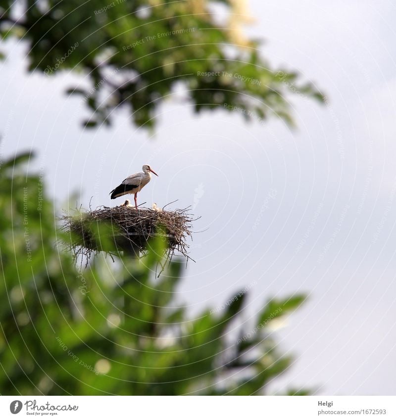 Beschützer... Umwelt Natur Pflanze Tier Frühling Schönes Wetter Baum Blatt Wildtier Vogel Storch Horst 3 Tierfamilie beobachten Blick stehen Zusammensein