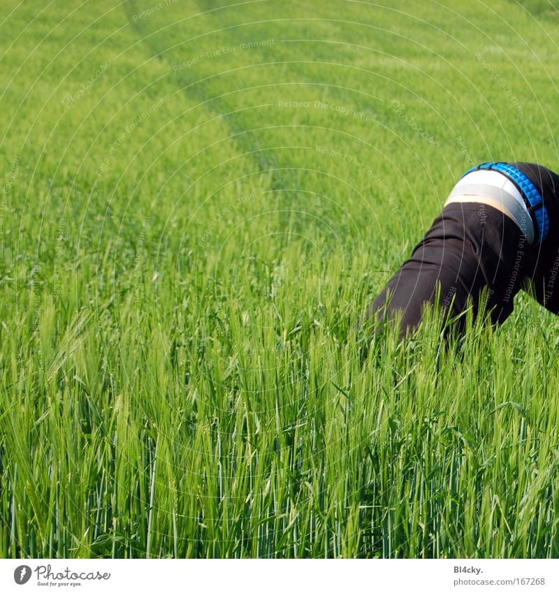 Komm, wir spielen verstecken Mensch maskulin Junger Mann Jugendliche Erwachsene Rücken Gesäß 1 Frühling Gras Grünpflanze Nutzpflanze Feld Weizen Weizenfeld