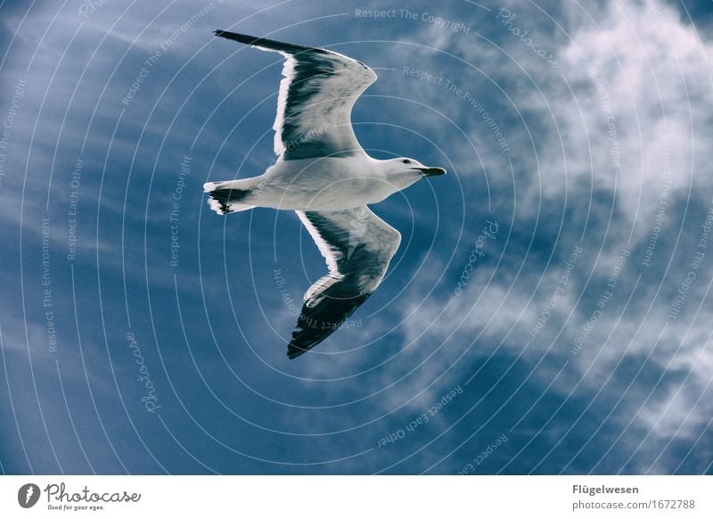 Möwe Ferien & Urlaub & Reisen Tourismus Ausflug Abenteuer Tier Taube Flügel 1 fliegen Möwenvögel Möwendreck Vogel Vogelperspektive Vogelflug Vogelfutter