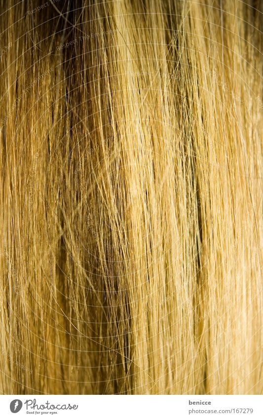 haarig Haare & Frisuren Glätte blond Haarsträhne fadenförmig Nahaufnahme Hintergrundbild Detailaufnahme braun Haarfarbe Farbe