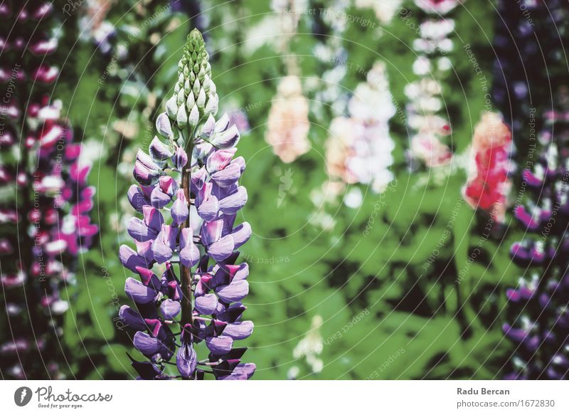 Purpurrote und rosa Snapdragon-Blumen im Frühjahr Umwelt Natur Pflanze Frühling Blatt Blüte Wildpflanze Garten Park Wiese Feld Blühend schön retro grün