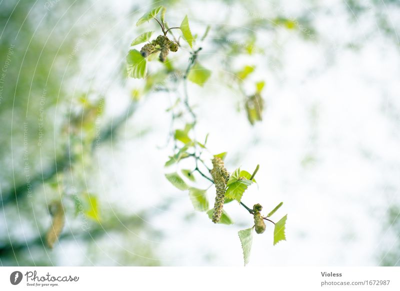 von oben herab Natur Pflanze Baum Blatt natürlich grün Birke Blütenkätzchen Experiment High Key