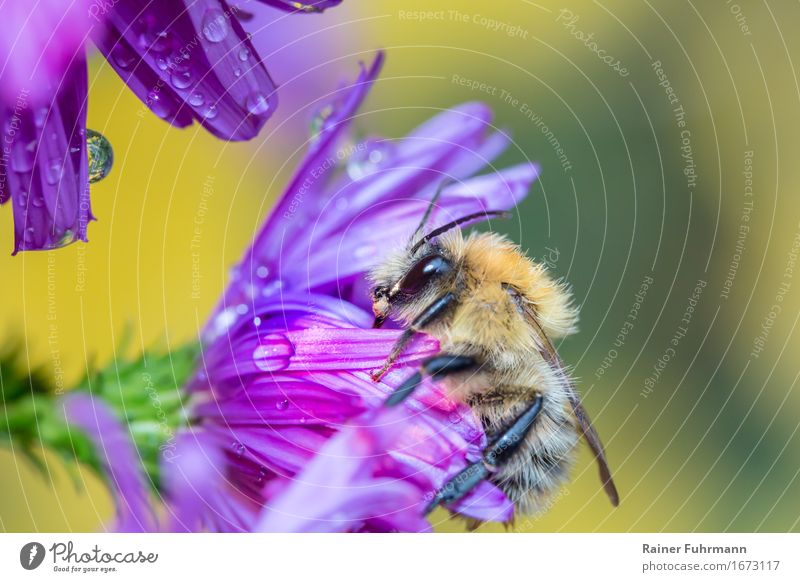 eine Hummel an einer Blüte im Morgentau Umwelt Natur Pflanze Tier "Hummel Erdhummel" 1 Fressen frisch schön Sauberkeit gefräßig "Nektar sammeln Tau Tautropfen