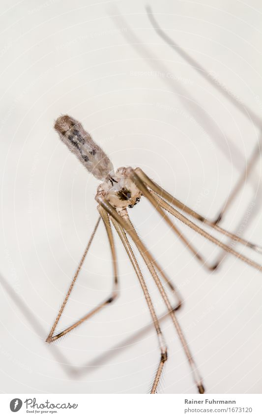 eine Große Zitterspinne (Pholcus phalangioides) Tier Spinne "Große Zitterspinne Webspinne" 1 "Angst ängstlich Phobie Spinnenphobie" Natur Farbfoto Innenaufnahme