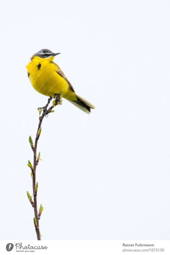 eine Schafstelze hält Ausschau Tier Vogel beobachten stehen Netzwerk "Singvogel Natur gelb wildlife frei Deutschland Brandenburg Barnim freigestellt" Farbfoto