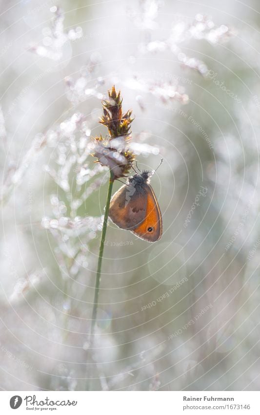 Ein Schmetterling sitzt an einem Grashalm Natur Tier Frühling Sommer Wiese Wildtier Kleines Wiesenvögelchen 1 Stimmung Glück Farbfoto Außenaufnahme Tierporträt