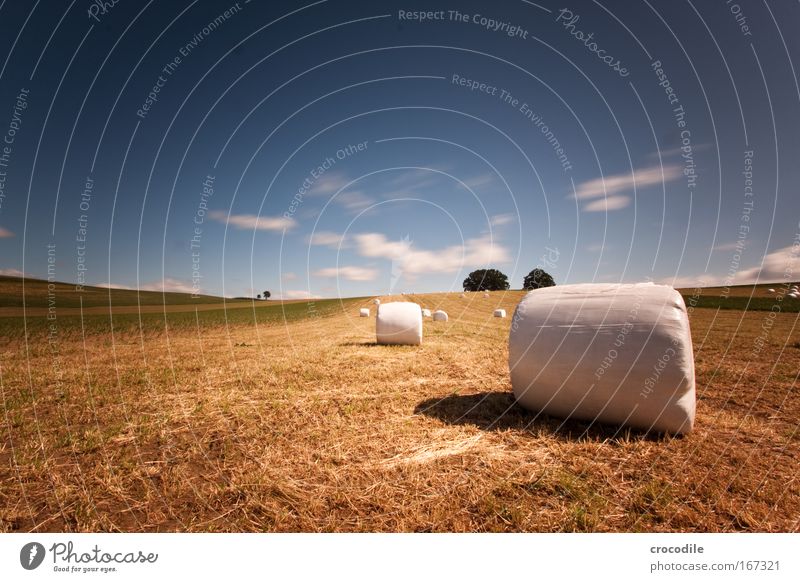 Marshmallow Feld V Farbfoto Außenaufnahme Tag Schatten Kontrast Sonnenlicht Langzeitbelichtung Bewegungsunschärfe Starke Tiefenschärfe Zentralperspektive Umwelt