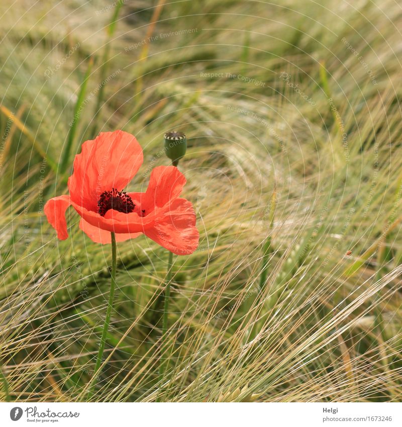 Mohn am Dienstag... Umwelt Natur Pflanze Frühling Schönes Wetter Blume Nutzpflanze Getreide Gerste Mohnblüte Samen Ähren Feld Blühend stehen Wachstum ästhetisch