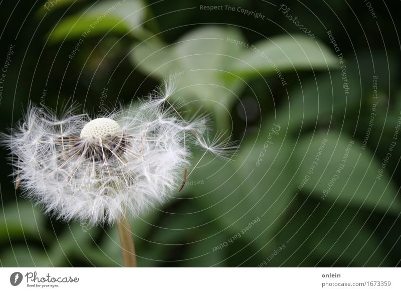 Abflug! Natur Pflanze Sommer Blume Wildpflanze Löwenzahn Wiese schön kuschlig Kitsch nah verweht blasen Farbfoto Gedeckte Farben Außenaufnahme Nahaufnahme