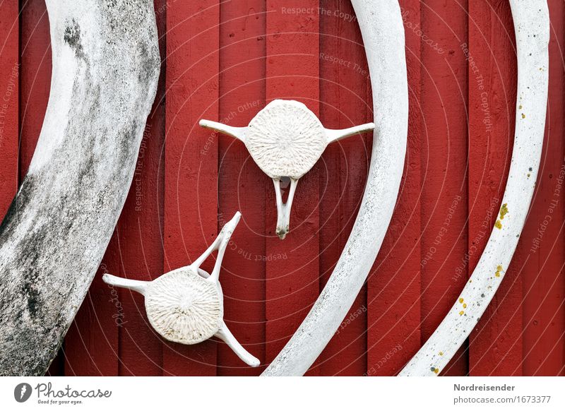 Walknochen Tier Fischerdorf Haus Hütte Mauer Wand Fassade Totes Tier Zeichen maritim grau rot Ende Tod Umwelt Umweltschutz Vergänglichkeit Zeit