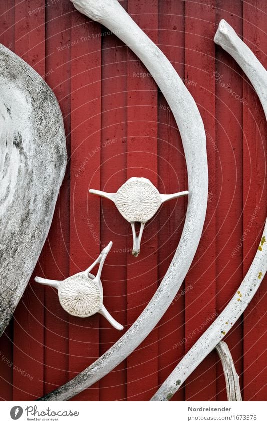 Walknochen Ferne Meer Dorf Fischerdorf Menschenleer Mauer Wand Fassade Schifffahrt Tier Totes Tier Zeichen Jagd exotisch gruselig grau rot Völlerei