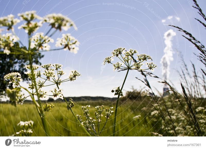 Industrie nebenan Farbfoto mehrfarbig Außenaufnahme Detailaufnahme Makroaufnahme Textfreiraum oben Tag Licht Kontrast Sonnenlicht Schwache Tiefenschärfe