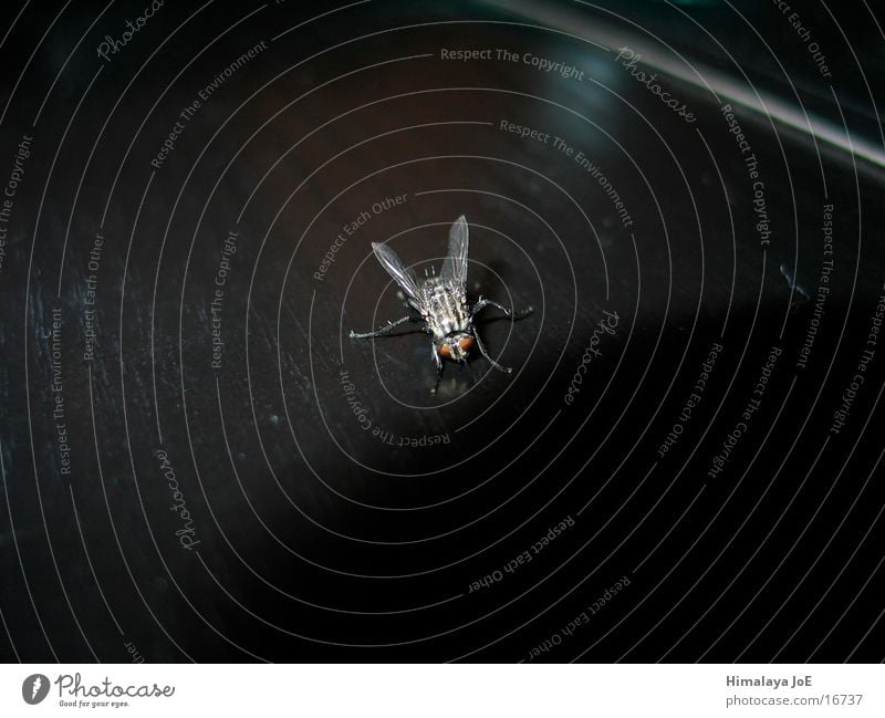 Fliege Nahaufnahme Parasit Tier Schreibtisch Natur