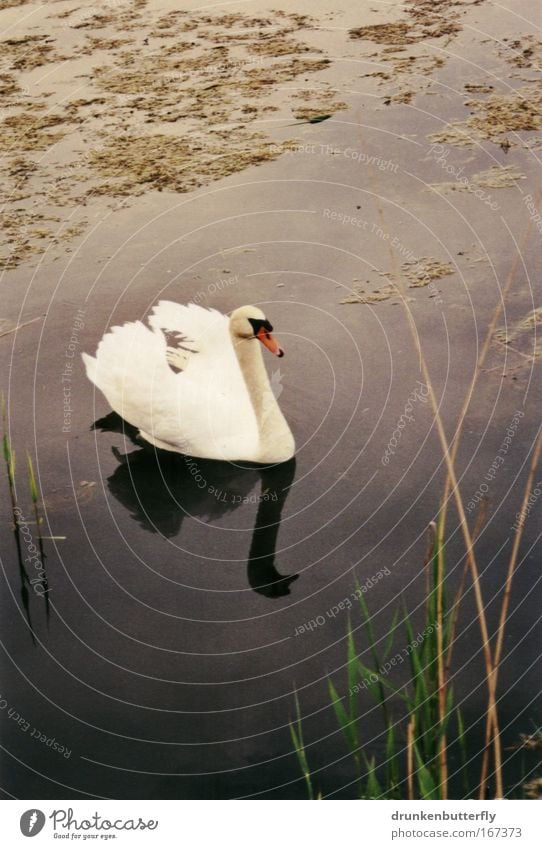 Schwan Farbfoto Außenaufnahme Textfreiraum oben Textfreiraum unten Tag Gras See Tier braun grün rot weiß Im Wasser treiben Schwimmen & Baden