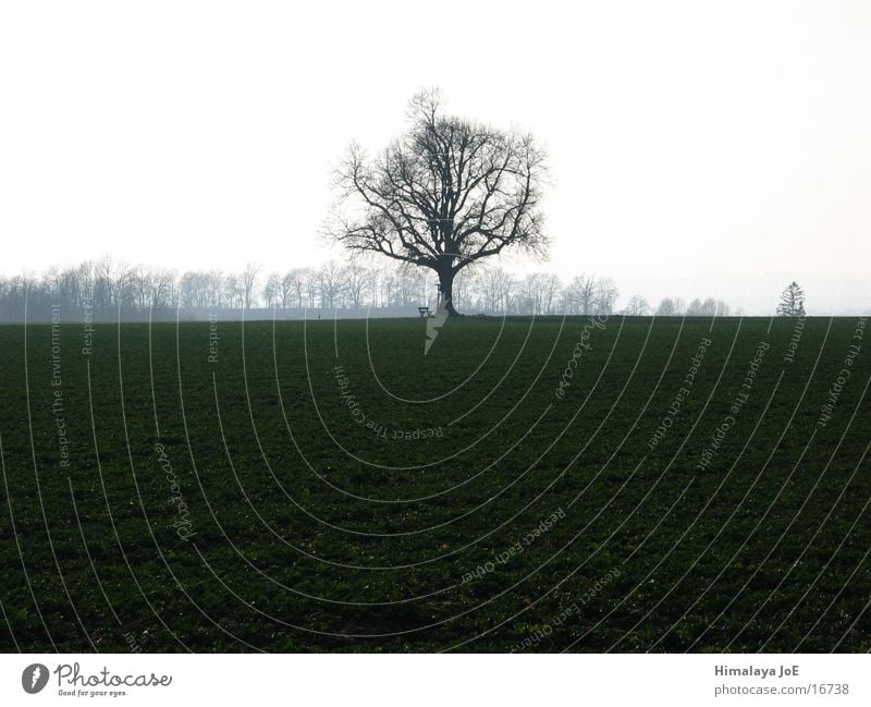 freistehender Baum Silhouette Ferne einzeln Landschaft Graffiti