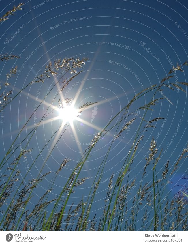 Grashalme wiegen sich im Wind vor einem blauen Himmel mit Sonne Farbfoto Außenaufnahme Nahaufnahme Menschenleer Tag Blitzlichtaufnahme Licht Silhouette