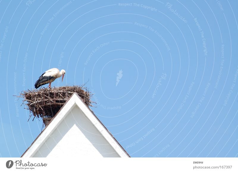 Baby an Bord Farbfoto Außenaufnahme Textfreiraum rechts Textfreiraum oben Tag Tierporträt Himmel Wolkenloser Himmel Dach Wildtier Vogel 1 füttern Blick Storch