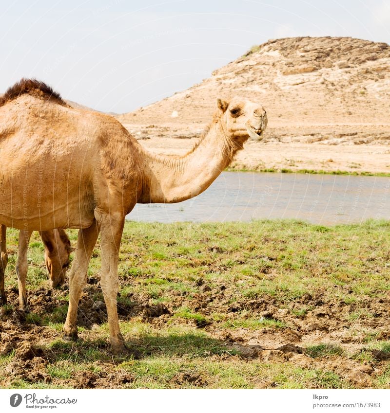 ein freies Dromedar in der Nähe des Meeres Essen Ferien & Urlaub & Reisen Tourismus Safari Strand Mund Natur Pflanze Tier Sand Himmel See Behaarung heiß wild