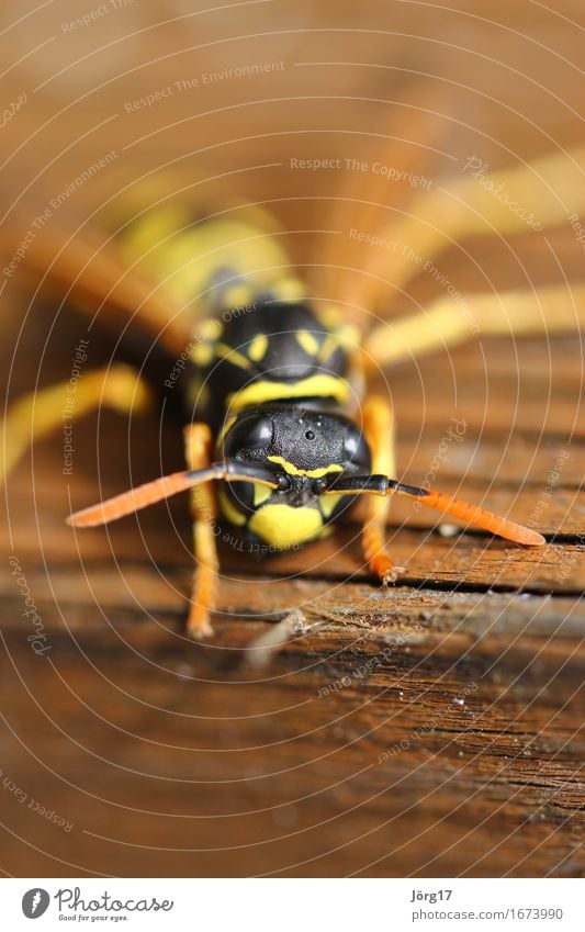 Biene Insekt Wildtier Tiergesicht 1 krabbeln Farbfoto Nahaufnahme Schwache Tiefenschärfe