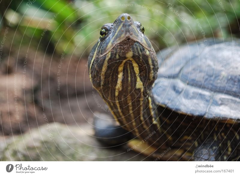 Hochnäsig Farbfoto Außenaufnahme Nahaufnahme Menschenleer Tag Zentralperspektive Totale Tier Tiergesicht Schuppen Zoo Schildkröte 1 alt Neugier braun gelb grün