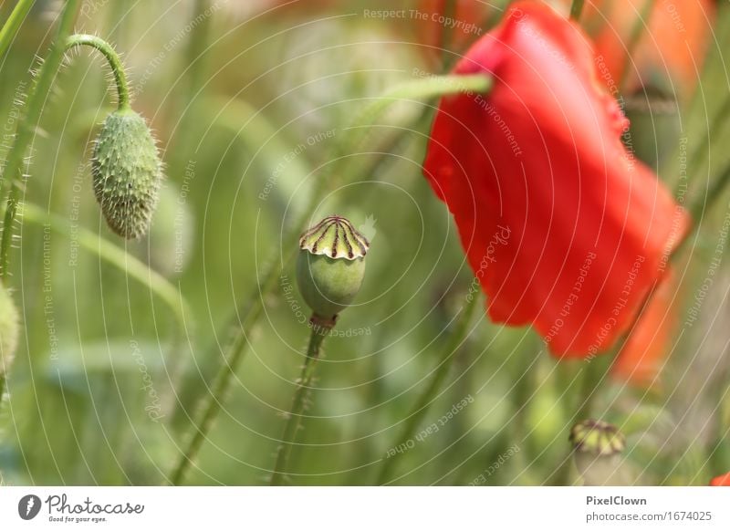 Klatschmohn elegant schön Kosmetik Parfum Wellness harmonisch Ferien & Urlaub & Reisen Tourismus Ausflug Sommer Natur Landschaft Pflanze Blume Blatt Garten Park