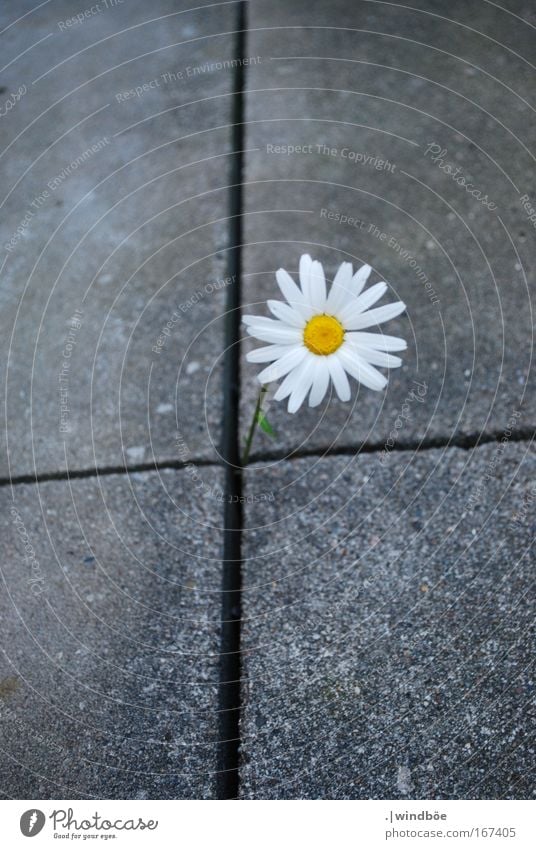 Einsam Farbfoto Außenaufnahme Nahaufnahme Menschenleer Tag Vogelperspektive Frühling Schönes Wetter Pflanze Blume Grünpflanze Balkon Terrasse gelb grau grün