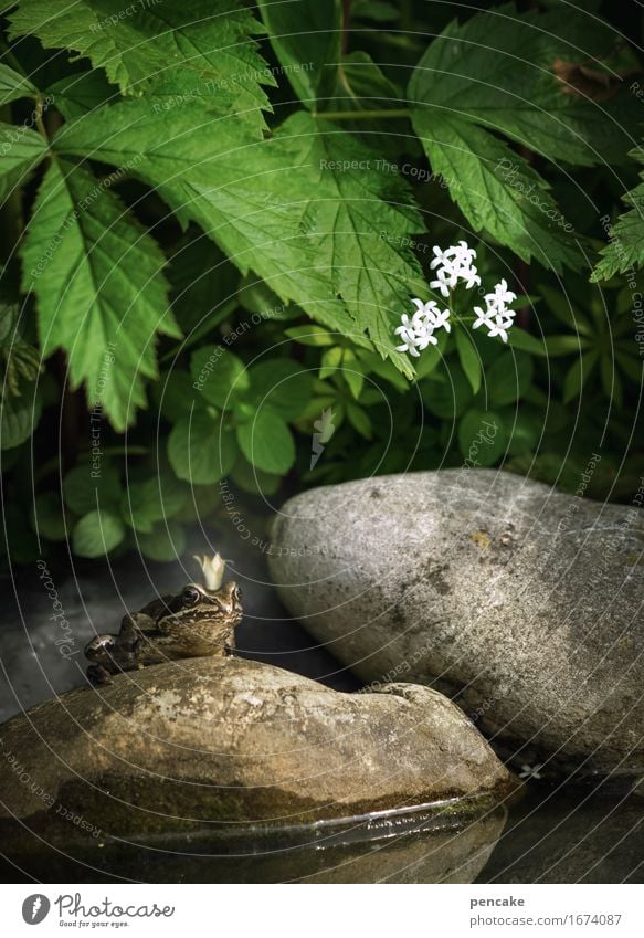 ungeküsst Natur Urelemente Wasser Sommer Pflanze Blatt Blüte Teich Tier Frosch 1 Zeichen Bekanntheit Ekel Erfolg historisch kalt listig nass klug schleimig