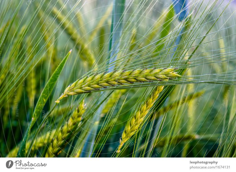 Weizen Ernährung Bioprodukte Vegetarische Ernährung Feld Lebensfreude Weizenfeld Weizenkörner Korn Kornfeld Rohstoffe & Kraftstoffe Roggen Roggenfeld Roggenmehl