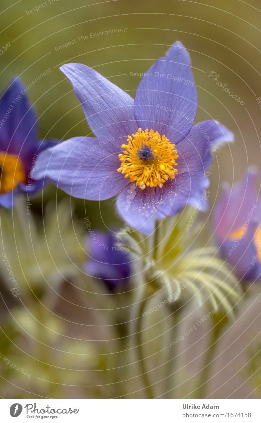 Tanzende Kuhschelle Natur Pflanze Frühling Blume Blatt Blüte Wildpflanze Garten Park Wiese Dekoration & Verzierung Blumenstrauß Poster Postkarte Blühend