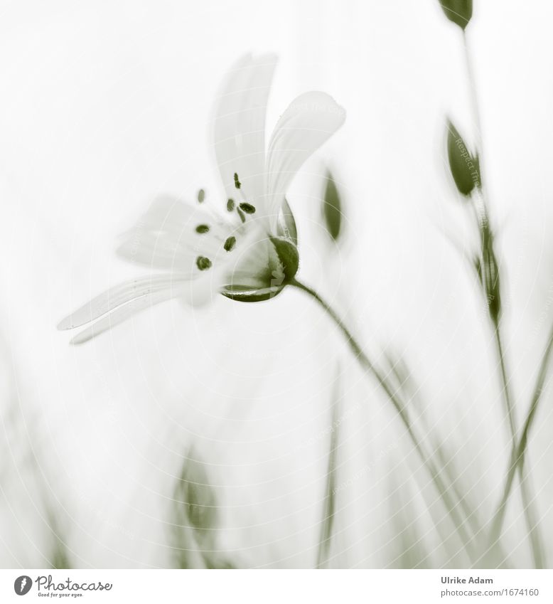 Große Sternmiere (Stellaria holostea) Dekoration & Verzierung Kunst Coverformat Natur Pflanze Sommer Blume Blüte Wildpflanze Waldsternmiere Unkraut Wiese Feld