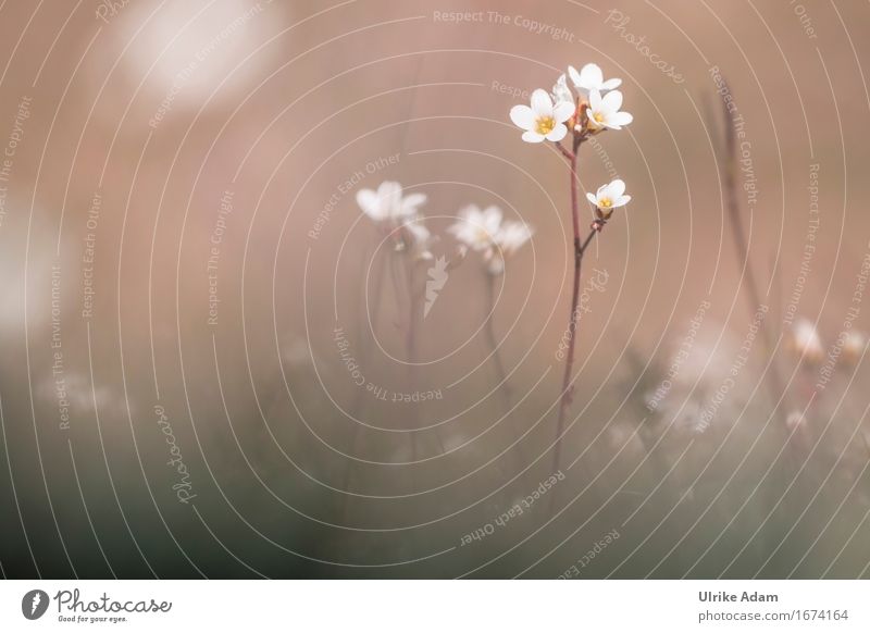 Knöllchen-Steinbrech (Saxifraga granulata) Umwelt Natur Pflanze Frühling Blume Blüte Wildpflanze Steinbrechgewächse Umweltschutz Rote Liste Küste Seeufer Strand